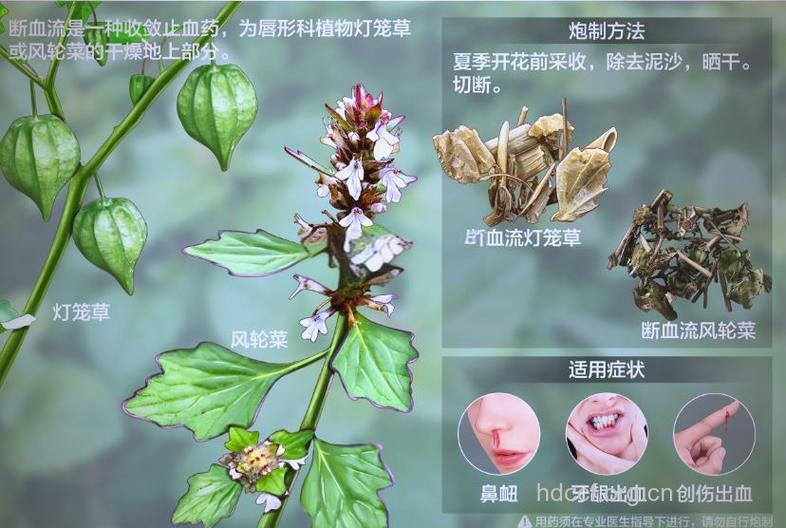 断血流的功效与作用