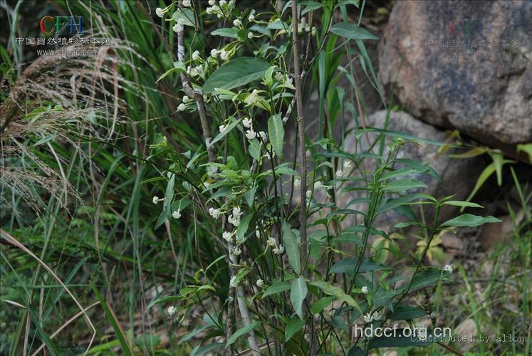 单根木叶的功效与作用