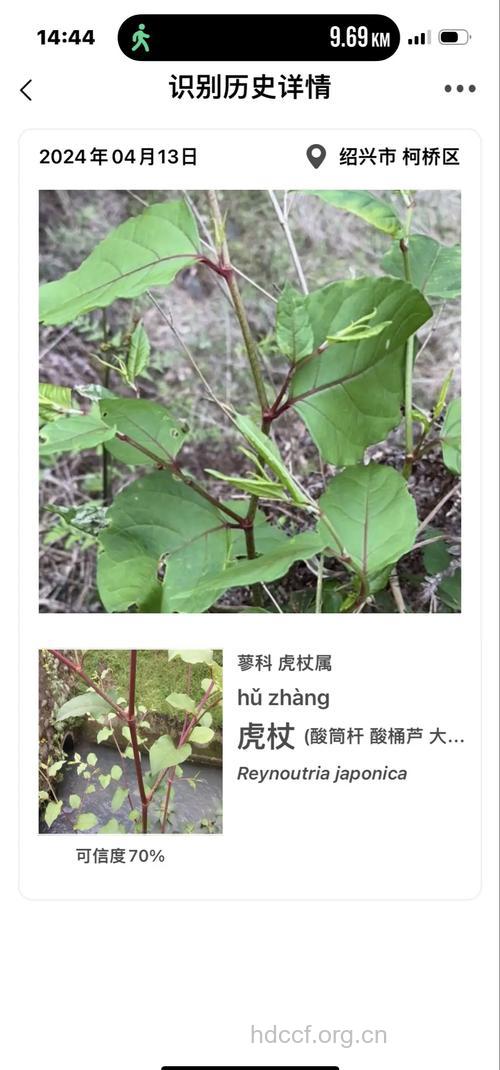 虎杖香蕈的功效与作用