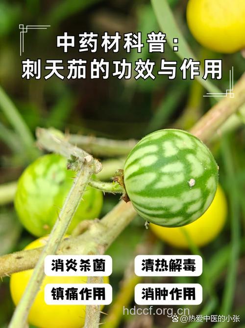 刺天茄叶的功效与作用