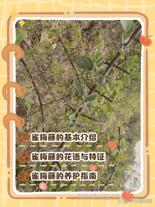 梗花雀梅藤的功效与作用