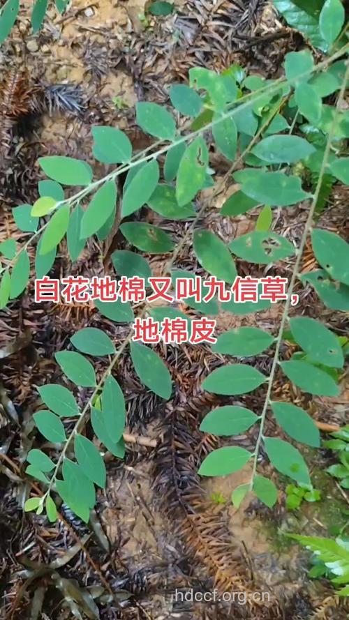 地绵绵的功效与作用