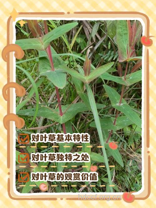 对叶草的功效与作用