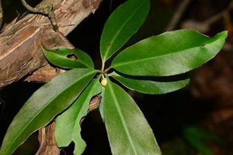 大叶风沙藤的功效与作用