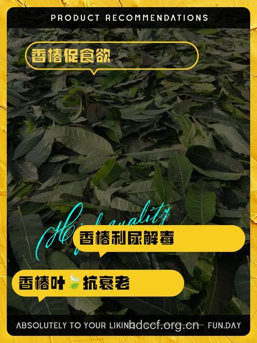 椿叶的功效与作用