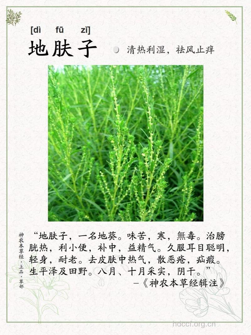 地肤苗的功效与作用