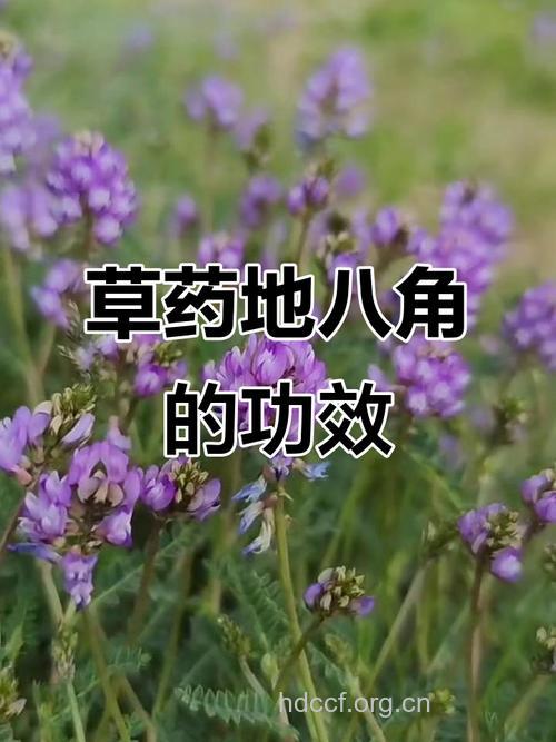 地八角的功效与作用