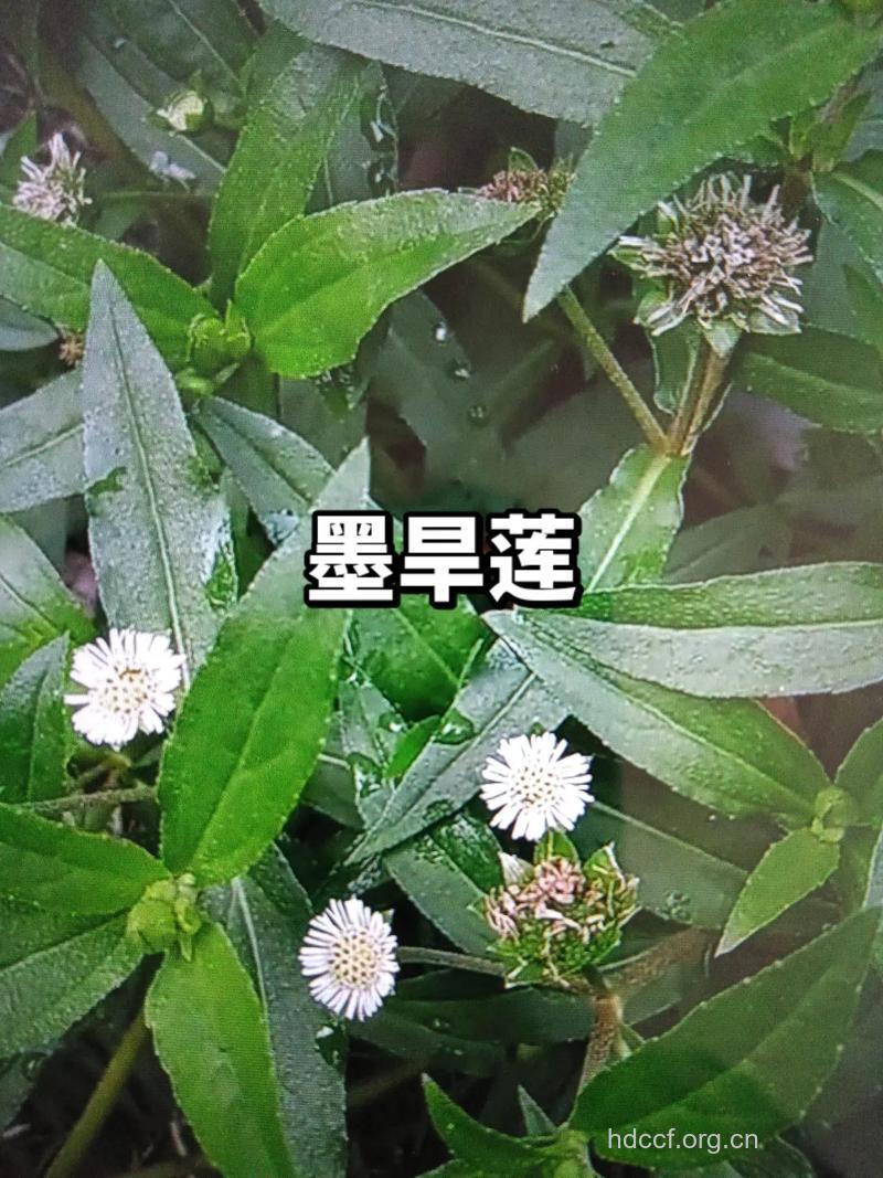 大黑头草的功效与作用