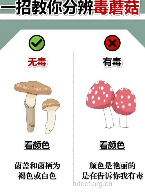 教你如何辨别毒蘑菇?