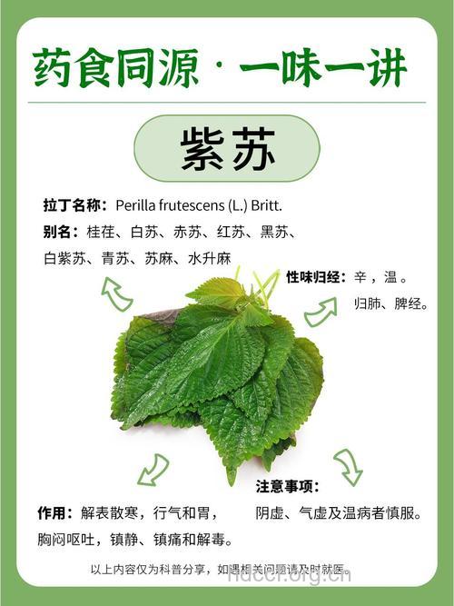 红紫苏的功效与作用