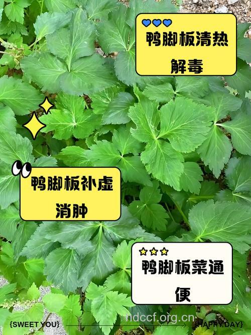 鹅脚板的功效与作用