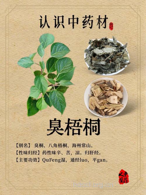 臭梧桐根的功效与作用