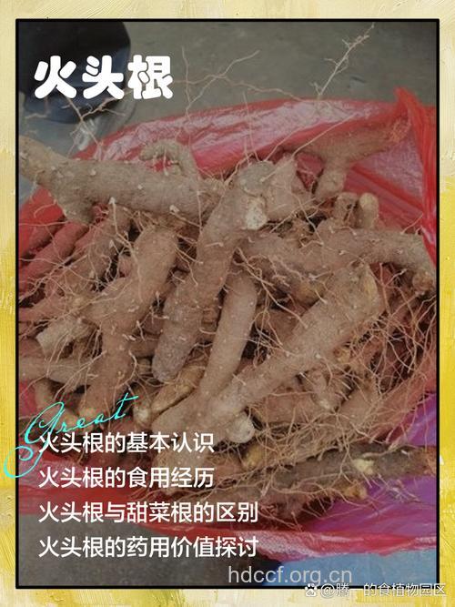 火头根的功效与作用