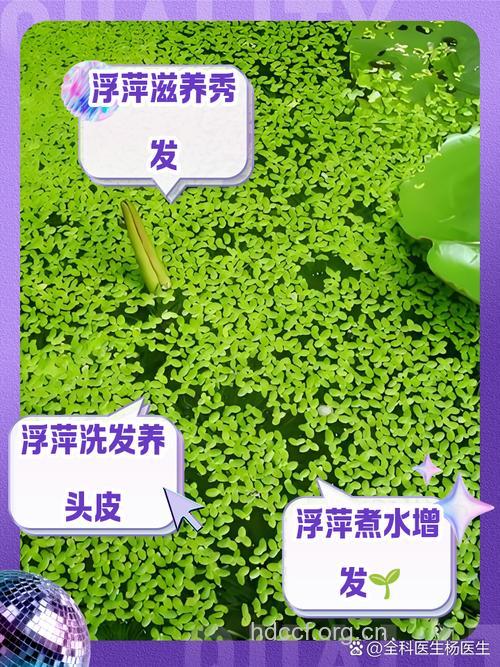 大浮萍的功效与作用