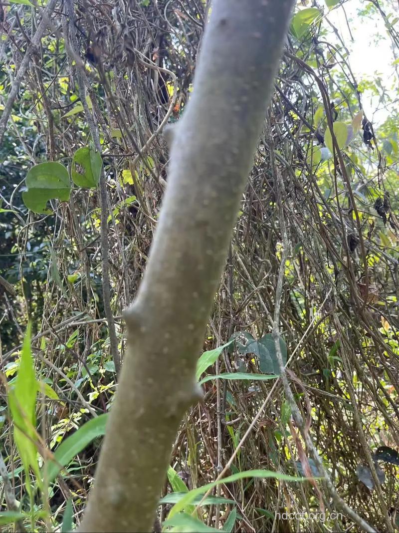 秤砣梨根的功效与作用