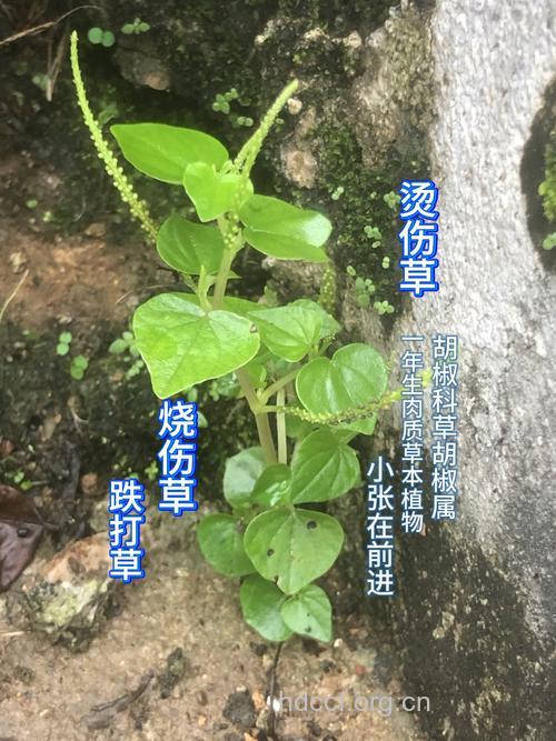 短穗草胡椒的功效与作用