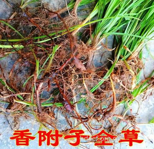 草香附的功效与作用
