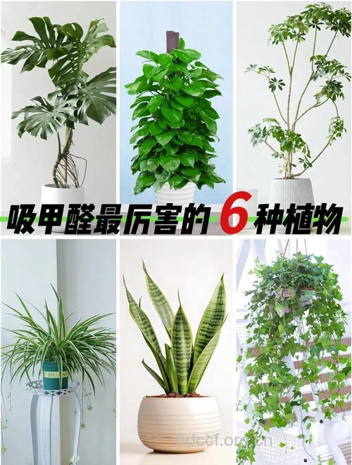 甲醛是致癌物 哪些植物能去除甲醛