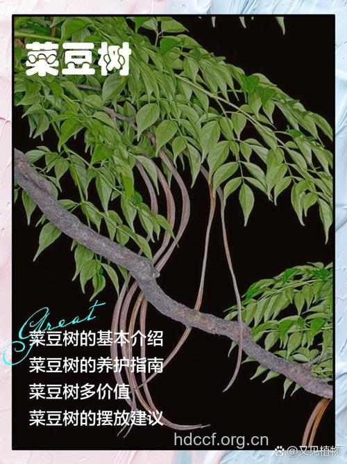 菜豆树的功效与作用
