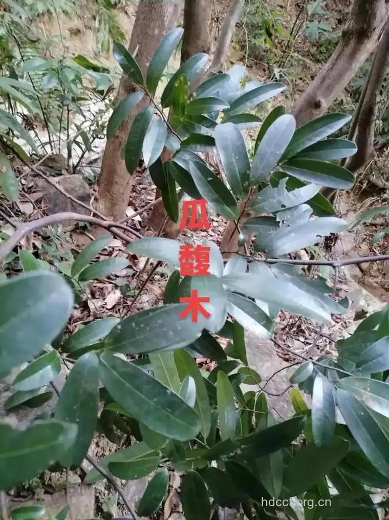 瓜馥木的功效与作用