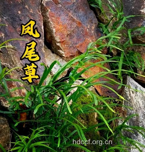 凤尾七的功效与作用