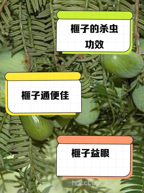 滇榧子的功效与作用