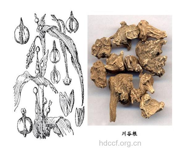 川谷根的功效与作用