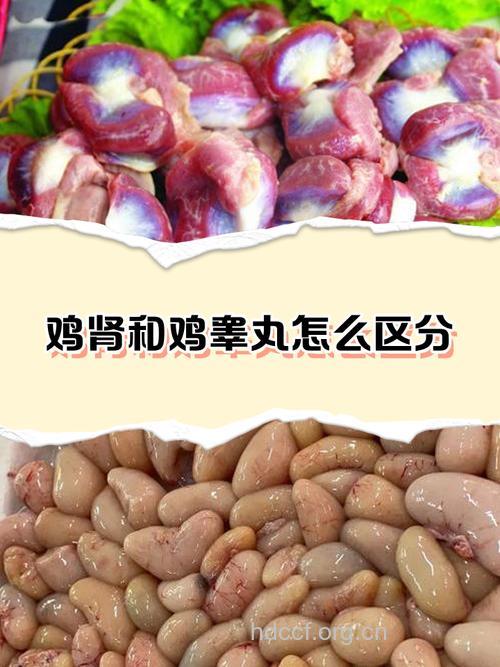 补肾是吃公鸡好还是母鸡好？