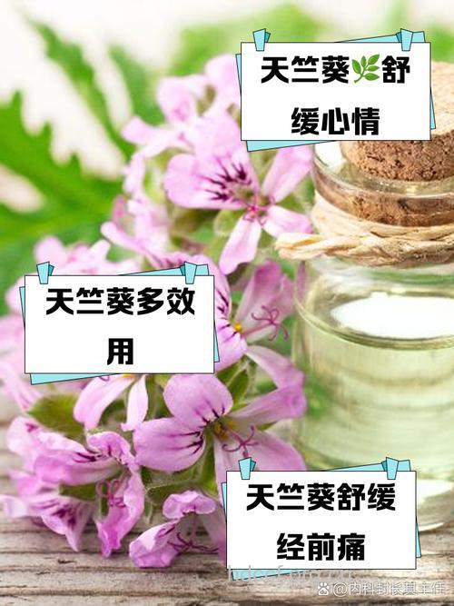佛葵的功效与作用