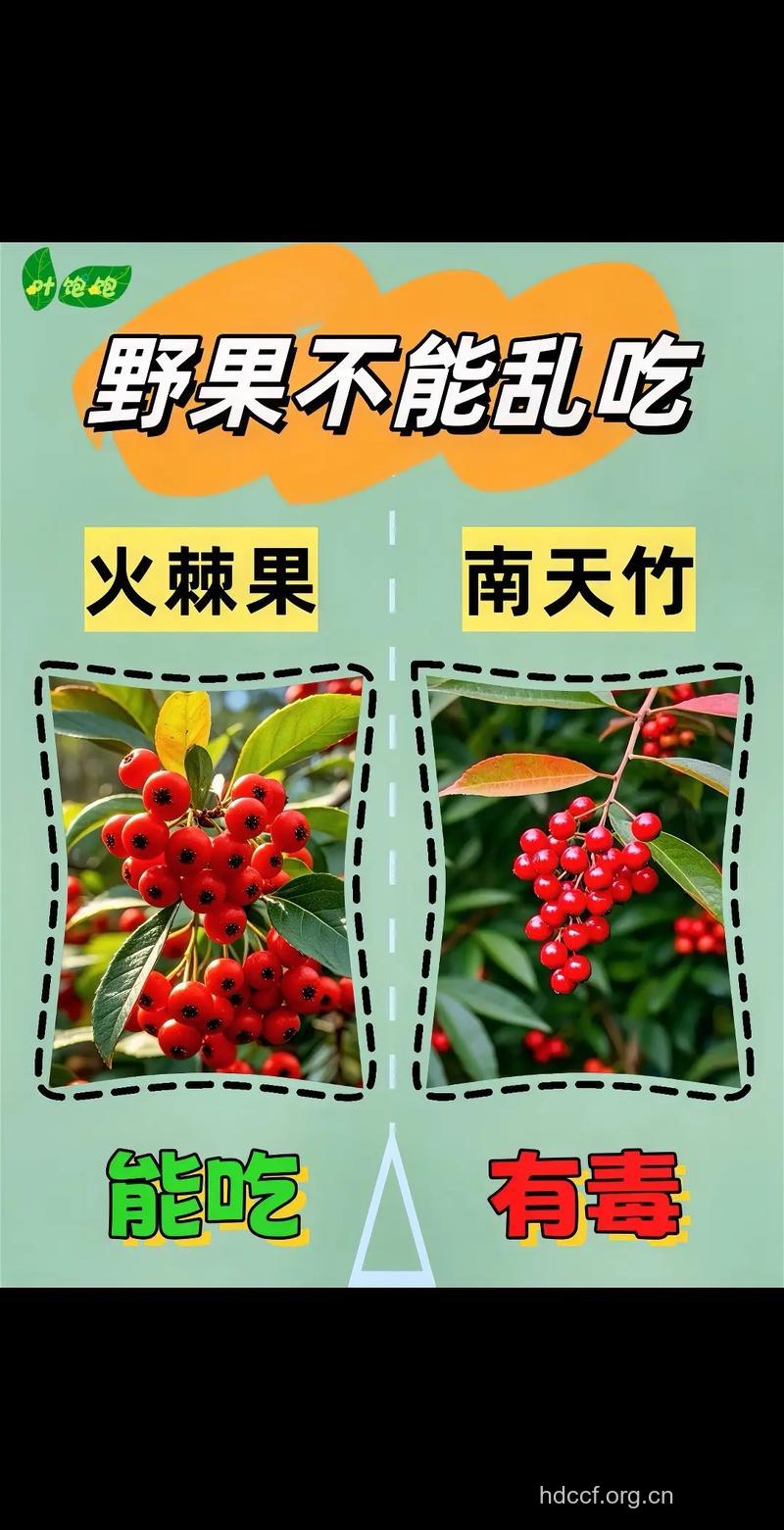 12种“有毒”水果 你吃了吗