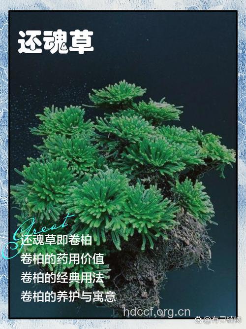 大还魂草的功效与作用