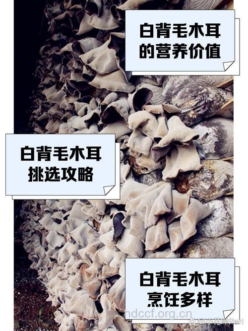 木耳对白癜风有辅助治疗的作用