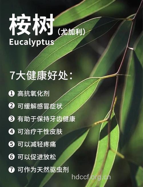 对叶林的功效与作用