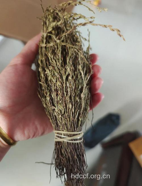 疳积药的功效与作用