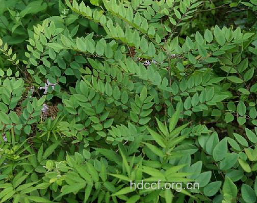 大靛根的功效与作用