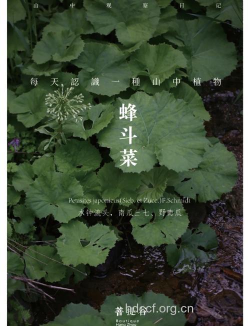 翅茎蜂斗草的功效与作用