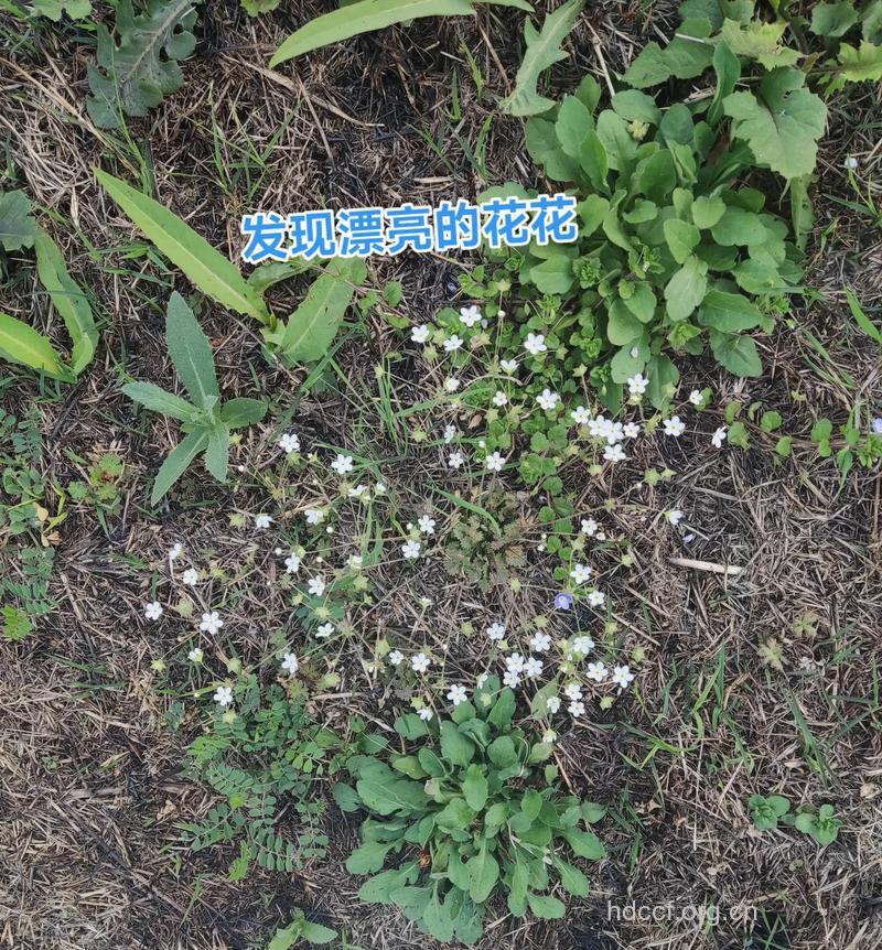 点地梅的功效与作用