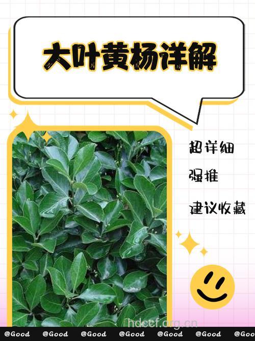 大叶黄杨的功效与作用