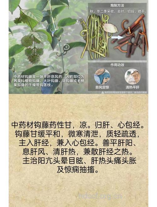 钩藤根的功效与作用