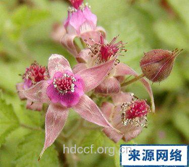 倒莓子的功效与作用