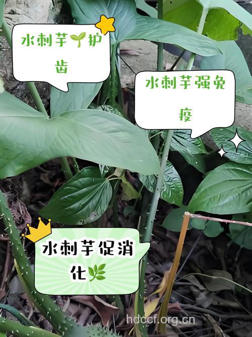 刺芋的功效与作用
