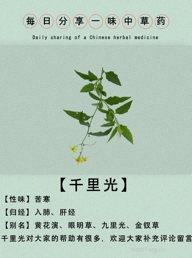 高山望的功效与作用