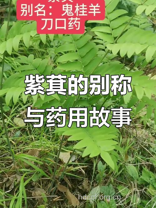 刀口药的功效与作用