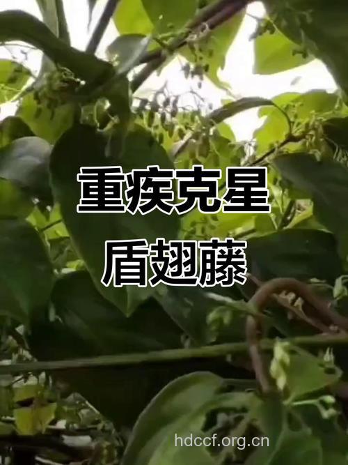 盾翅藤的功效与作用