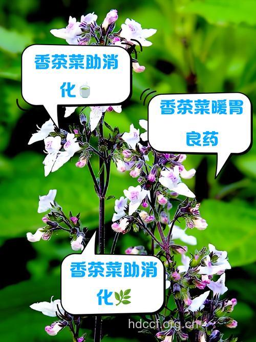长管香茶菜的功效与作用