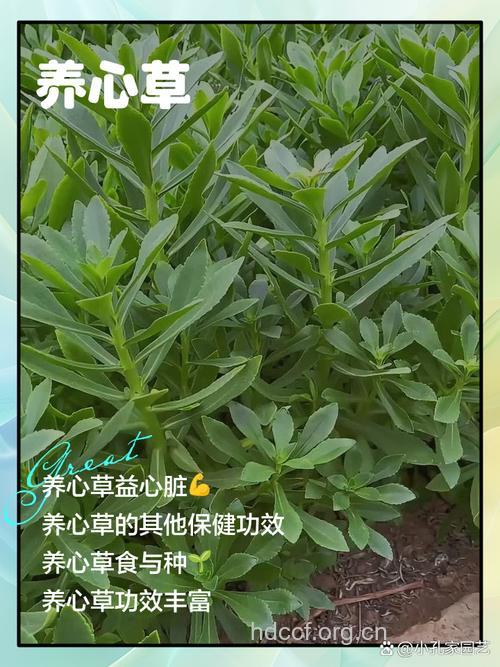 护心草的功效与作用