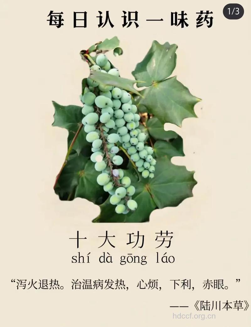 刺黄柏的功效与作用