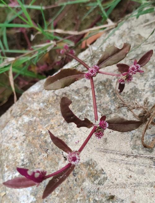 红田乌草的功效与作用