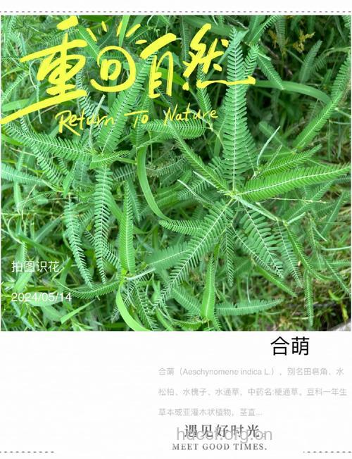 合萌叶的功效与作用