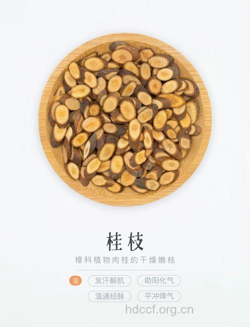 桂木根的功效与作用